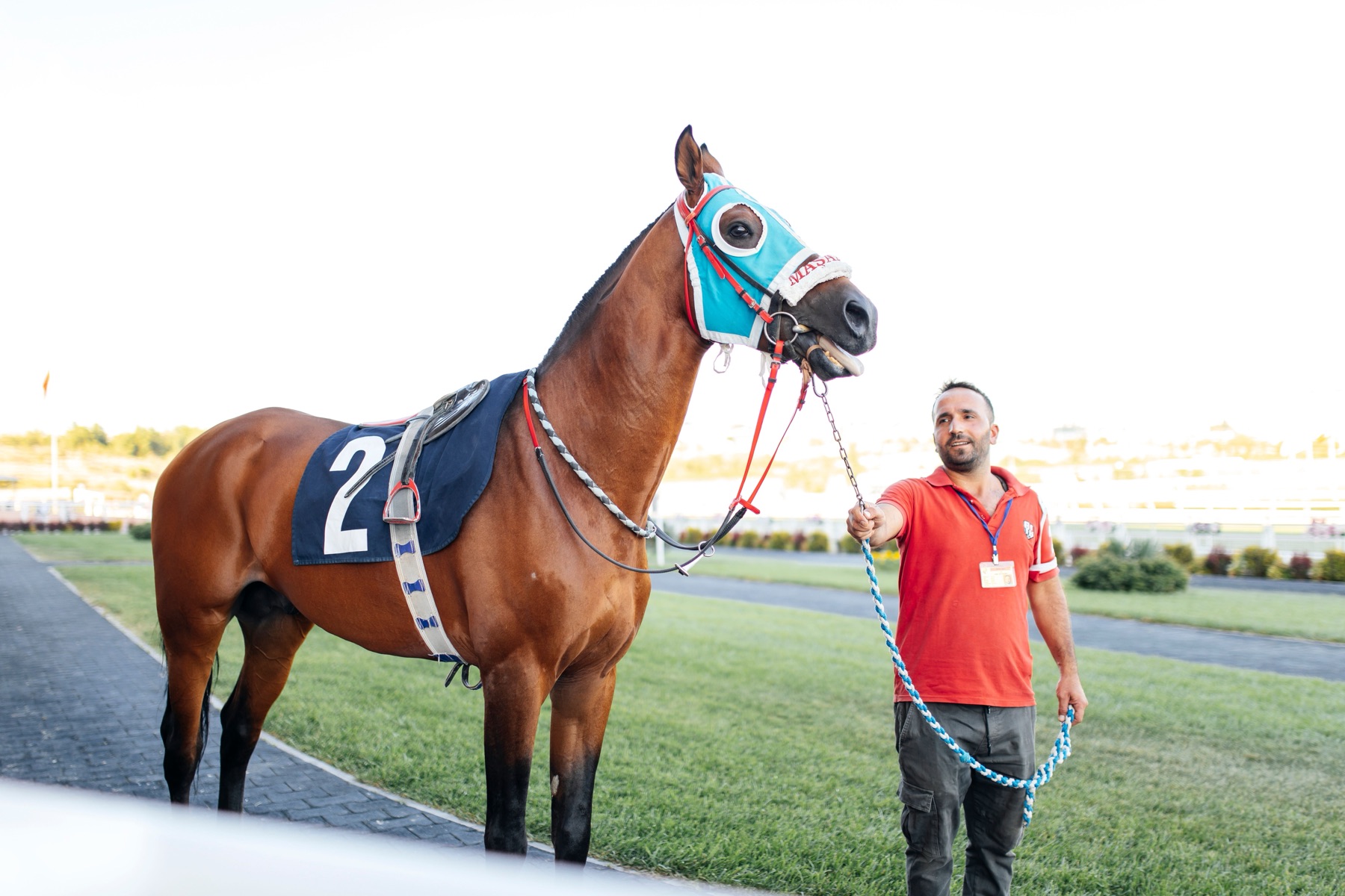 Racehorse being handled before a race.