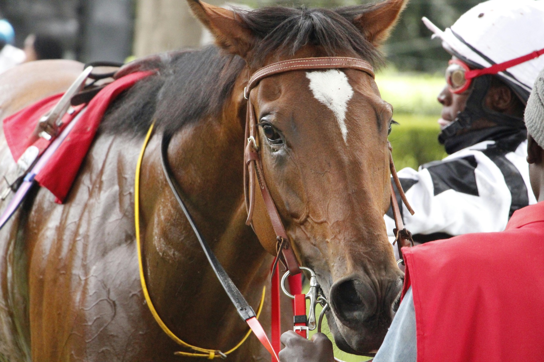 Close-up of a racehorse with saddle and racing number.